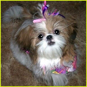 Li Bien Dog #2